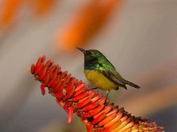 <h3><a href="/trips/safari/biota/animalia/chordata/aves/040 passeriformes/112 nectariniidae/hedydipna collaris/hedydipna collaris-nl.html">Hedydipna&nbsp;collaris</a> / Collared&nbsp;sunbird / Halsbandhoningzuiger</h3>OM-1 Mark II met OLYMPUS M.150-400mm F4.5, 1/2000 sec  bij F4.5, ISO 640, afstand 4.62&nbsp;m
